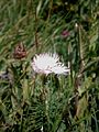 Dianthus hyssopifolius