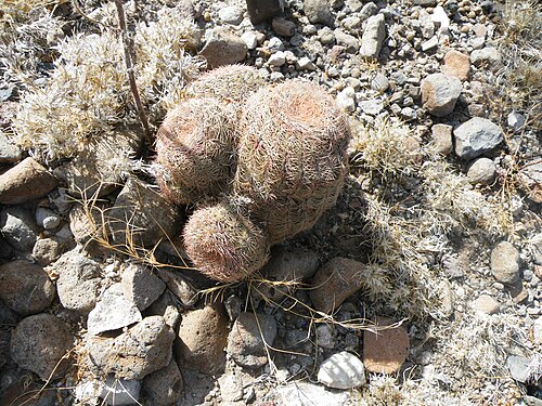 Plant growing 56 km South of Estacion Vanegas,San Luis Potosí