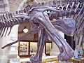 Edmontosaurus pelvis (ornithischian)