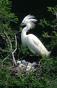 Snowy Egret and chicks.
