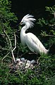 Snowy Egret