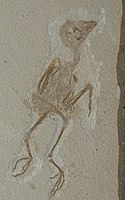 Fossil Kingfisher