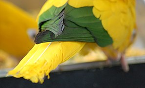 Closeup of the tail