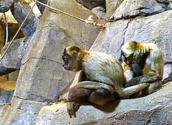 Geoffroy's spider monkey (Ateles geoffroyi) grooming.