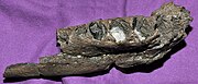 Lower jaw of Lagenanectes richterae in side view