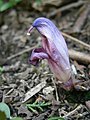 Lathraea clandestina close-up flower