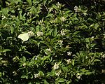 on Ligustrum tschonoskii, Mount Ibuki, Shiga prefecture, Japan.