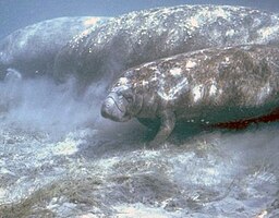 West Indian manatees