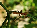 Another weaver ant mimic (Myrmarachne plataleoides) (Viet Nam)