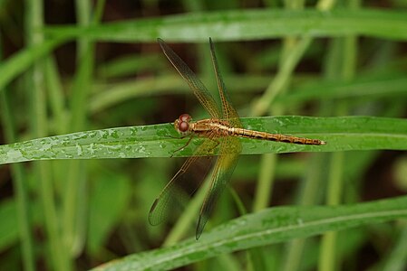 Neurothemis intermedia sub-adult male