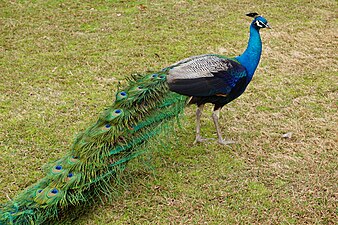 peacock