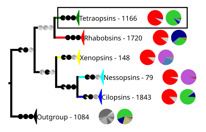 Most known opsins have the retinal binding lysine except some among the tetraopins, The outgroup contains other G protein-coupled receptors.