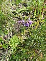 Oxytropis helvetica