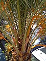 A palm tree with orange fruit.