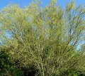 Parkinsonia microphylla