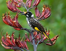 Phylidonyris novaehollandiae Bruny Island