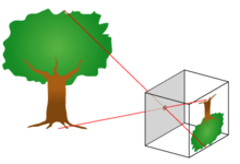 An image of a tree projected into a box through a pinhole.