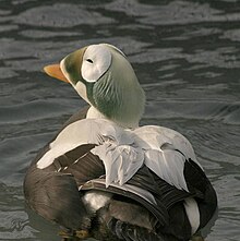 A male Spectacled Eider swimming.