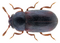 Beetle Sphindus dubius