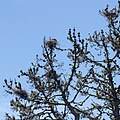 Three Great Blue Heron Nests in a tree within the San Francisco Area