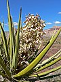 Yucca schidigera