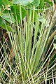 Yucca standleyi