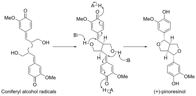 Reaction of monolignol radicals in the presence of dirigent protein to form (+)-pinoresinol