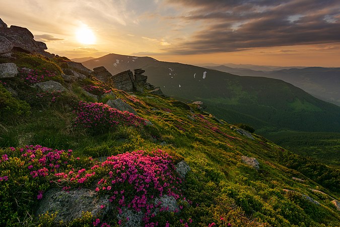 图为喀尔巴阡山脉上的杜鹃花，摄于乌克兰喀尔巴阡国家自然公园。