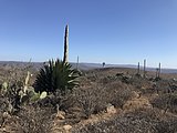 Numerous plants preparing to flower