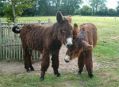 Poitou donkeys