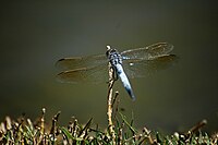 Adult in Margaret River, Western Australia