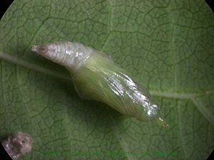 Pupa