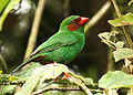 Grass-green Tanager