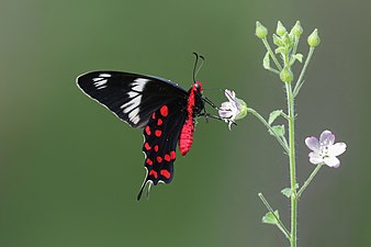 Ventral view