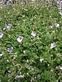 Erodium glandulosum