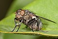 Flesh fly regurgitating a meal