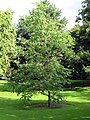 Pumpkin Ash (Fraxinus profunda)