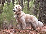 A golden fluffy colored medium-size dog faces left in a woodland setting.