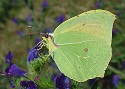 克雷钩粉蝶 Gonepteryx cleopatra