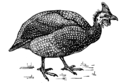 Guinea Fowl (PSF).png