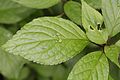 Leaf with bud (male)