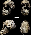 frame/ref> Vsz II Hungarian National Museum Homo heidelbergensis? 325-340 ka Vertesszolos A fragmentary Mystery Skullless