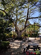 A large tree with surrounding picnic tables