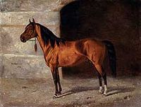 Karabakh stallion