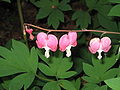 Lamprocapnos spectabilis close-up