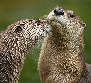 North American River Otters, Lontra canadensis