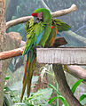 Military macaw in a zoo