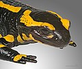 Image 39Fire salamander