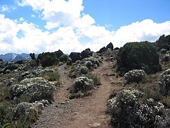 Moorland on the Shira summit