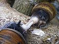 Snails are hermaphrodites